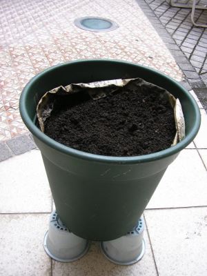 写真:生ごみたい肥が入った植木鉢