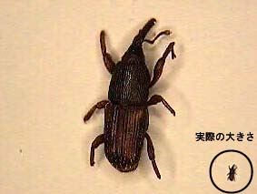 写真:実際の大きさとの比較