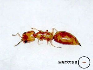 写真:実際の大きさとの比較