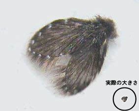 写真:実際の大きさとの比較