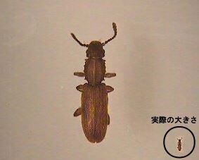 写真:実際の大きさとの比較