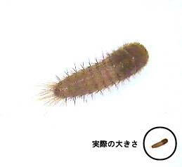 写真1:実際の大きさとの比較