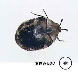写真2:実際の大きさとの比較