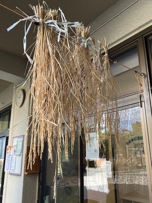 収穫した稲