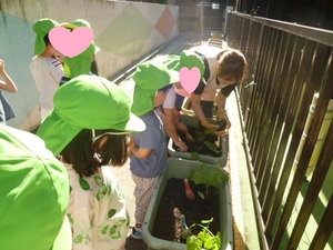写真：夏野菜の苗植え