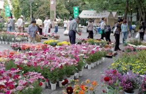 写真：たくさんの植木鉢の花1