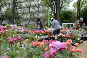 写真：たくさんの植木鉢の花2