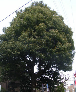 写真1
