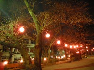 写真：夜桜