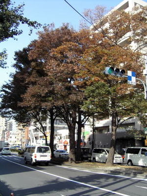 写真11