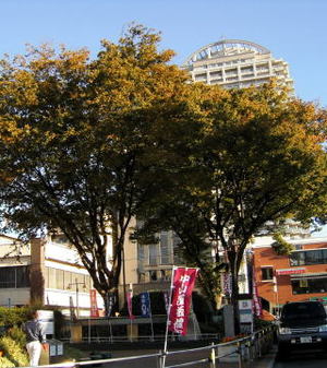 写真15