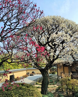 徳水亭写真