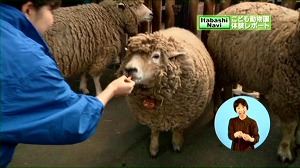 写真：こども動物園