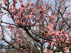 春の時期の赤塚溜池公園の写真