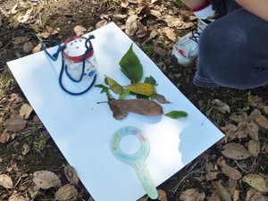 写真1:集めた葉っぱ