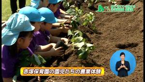 サムネイル:植えつけ