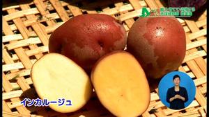 サムネイル:ジャガイモ