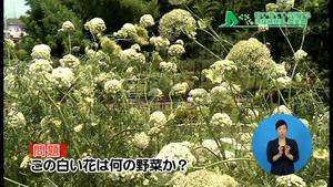 サムネイル:野菜の花クイズ