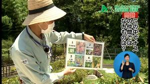 サムネイル：野菜の仲間クイズ