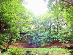 サンシティの樹林