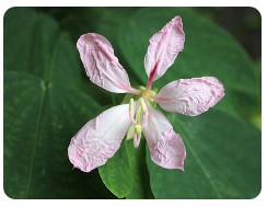 ムラサキモクワンジュ（花）の画像