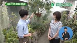 サムネイル:雲霧林