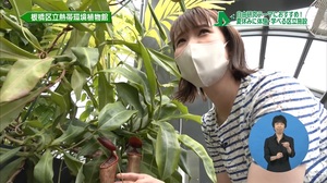 サムネイル:ウツボカズラ
