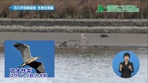 サムネイル:アオサギ発見(荒川生物生態園)