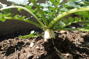 大根が土に植わっている様子