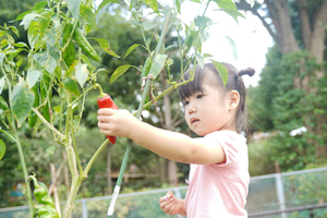 人参つかむ女児