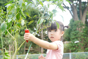 人参つかむ女児