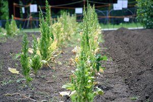 畑にほうれん草が植えられている様子