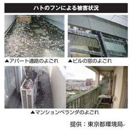ハトの被害の状況